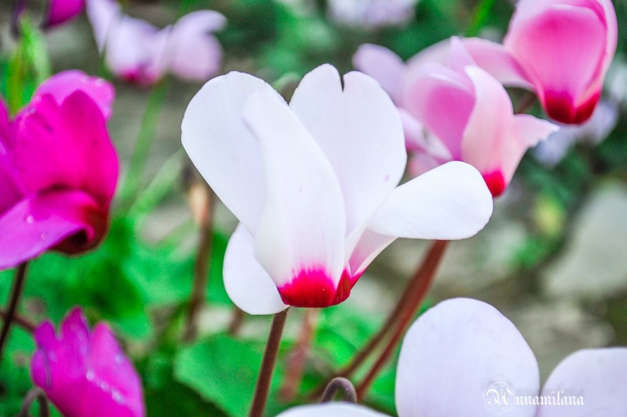 Цикламен поле