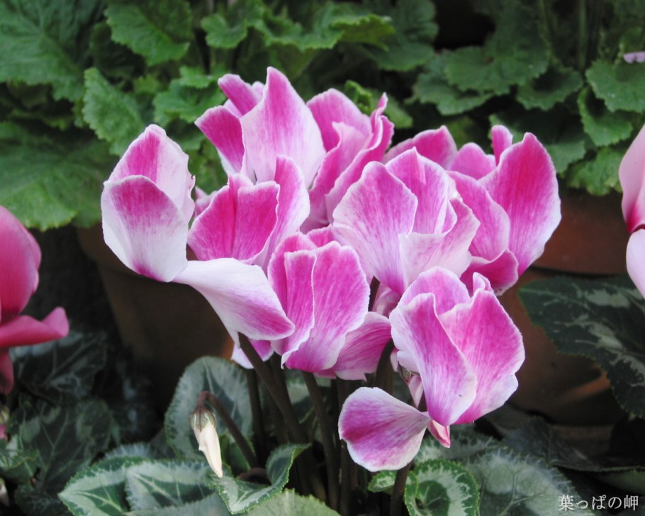 Цикламен персидский