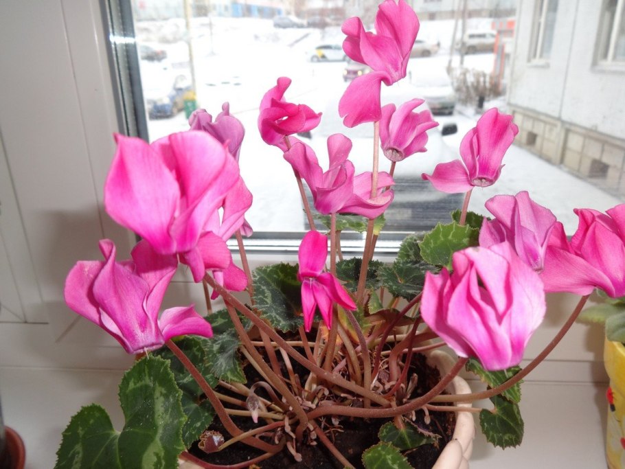 Цикламен цветы