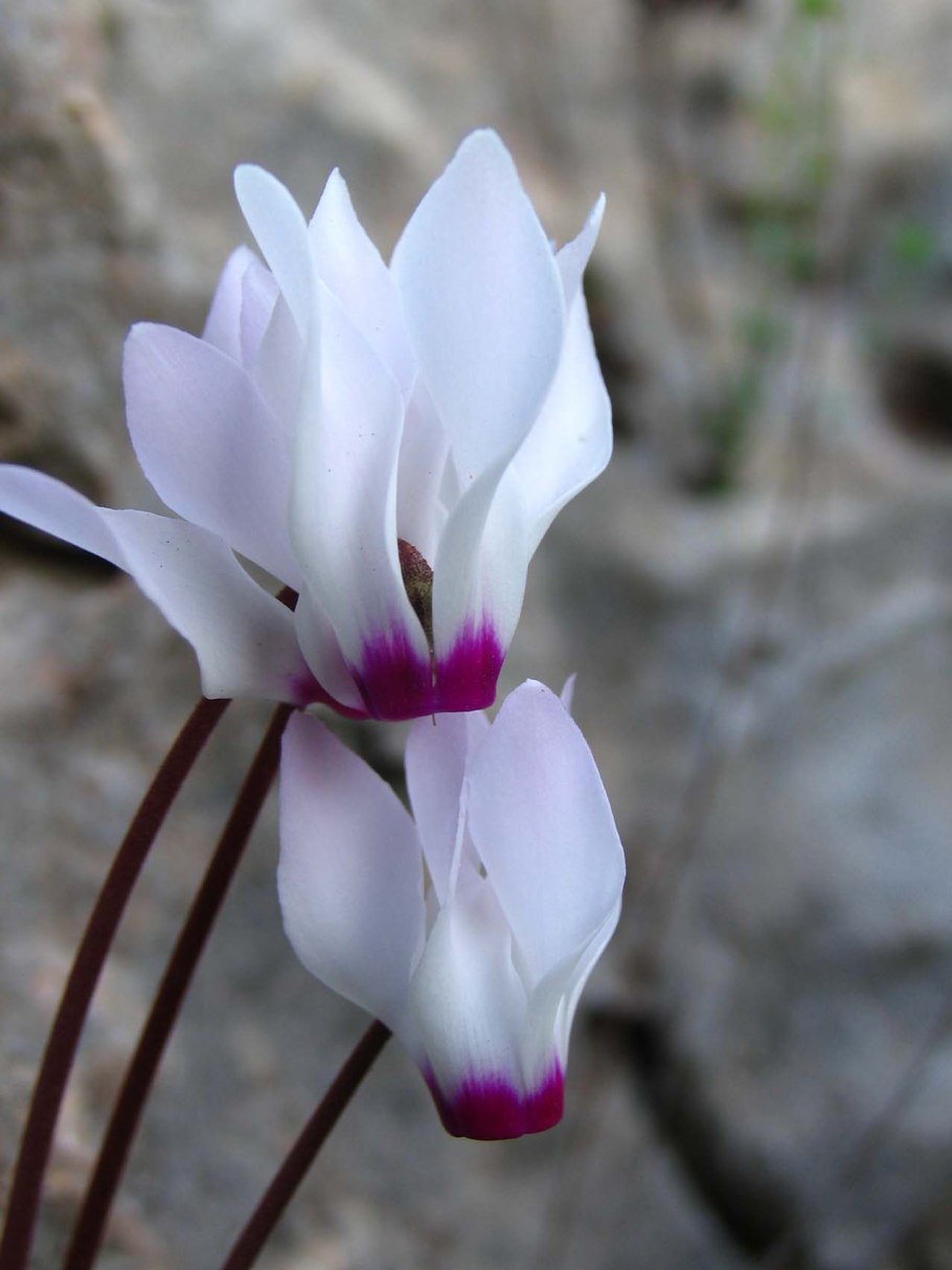 Цикламен на Кипре