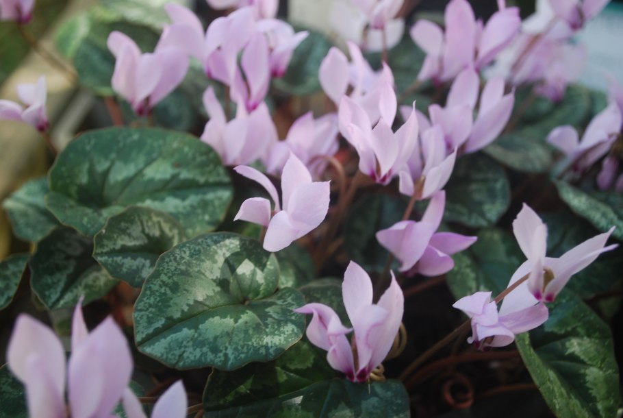 Цикламен кавказский