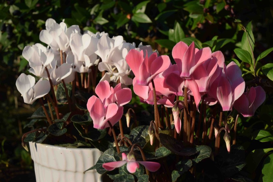 Цикламен Альба