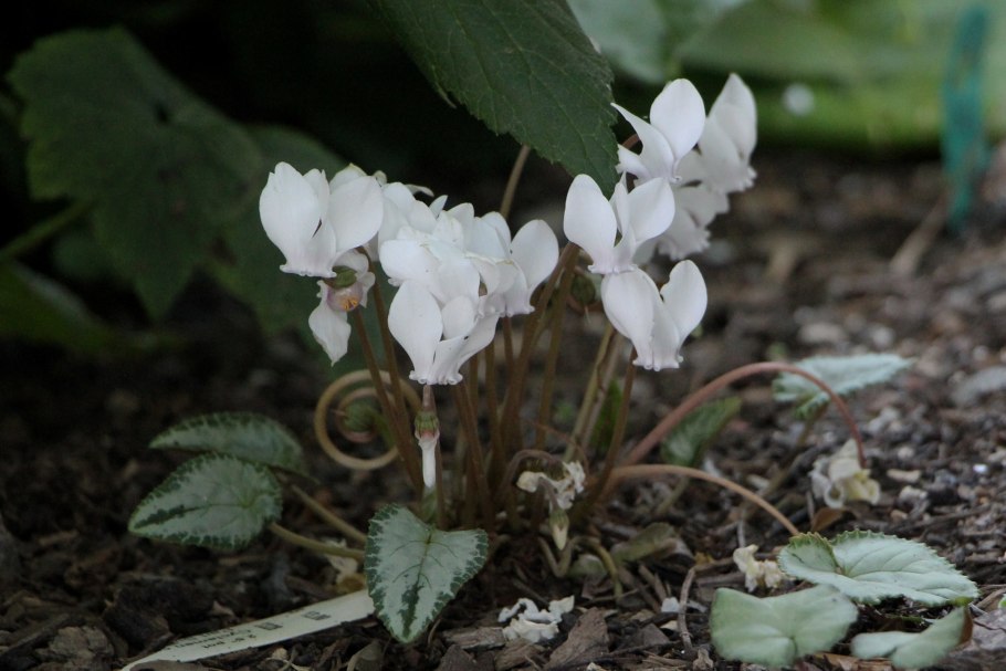 На цикламене паутина фото