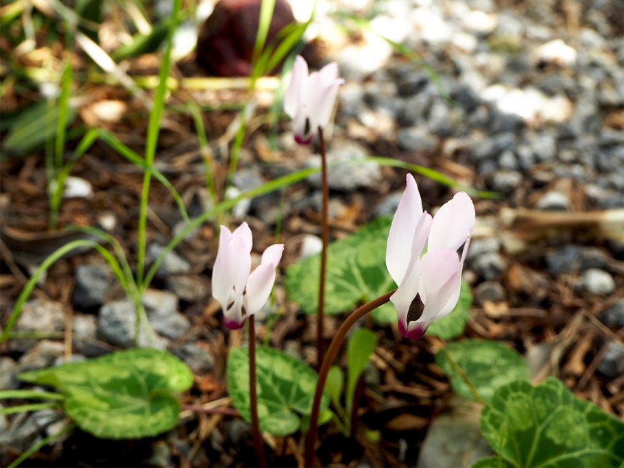 Цикламен растение