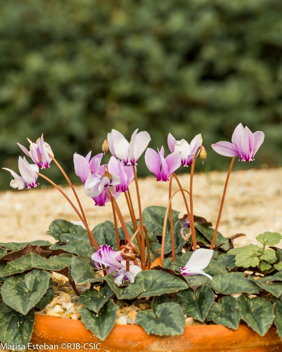 Цикламен Розмари