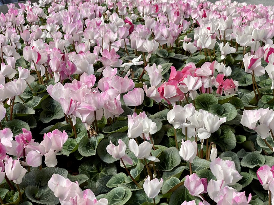 Цикламен wellensiekii