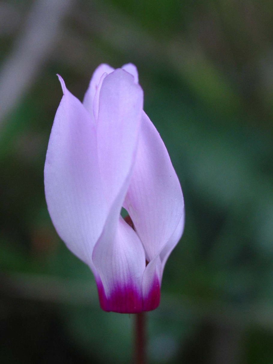 Цикламен Cyprium