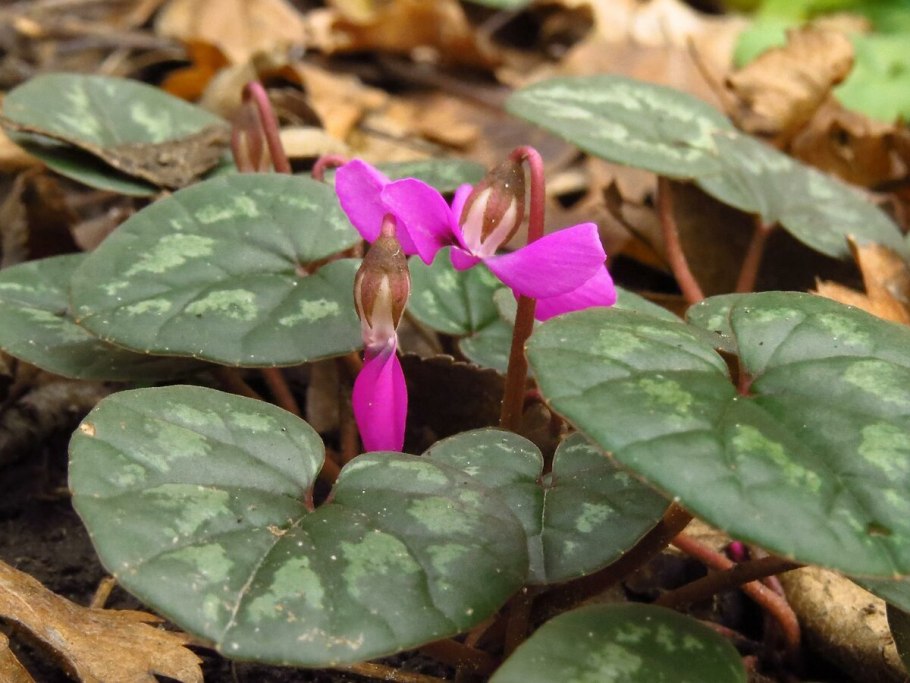 Цикламены в Израиле