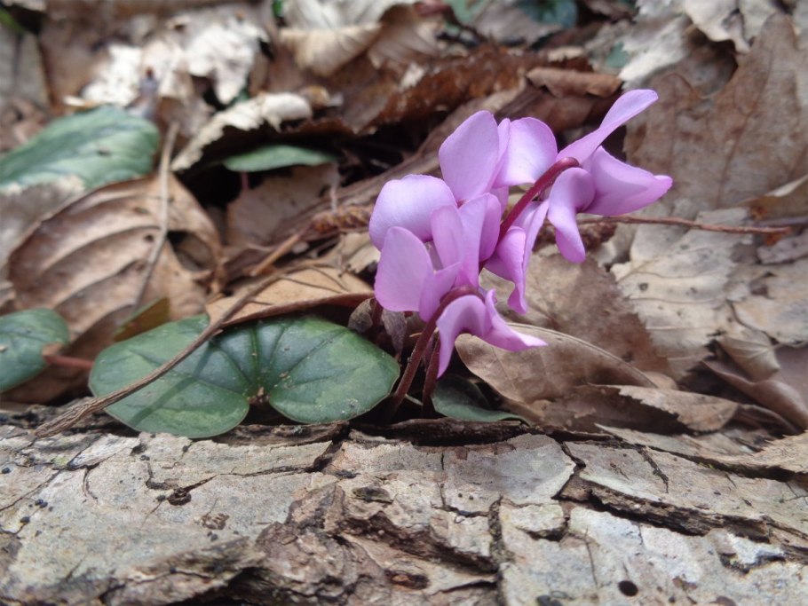 Семян Cyclamen cilicium var Alba