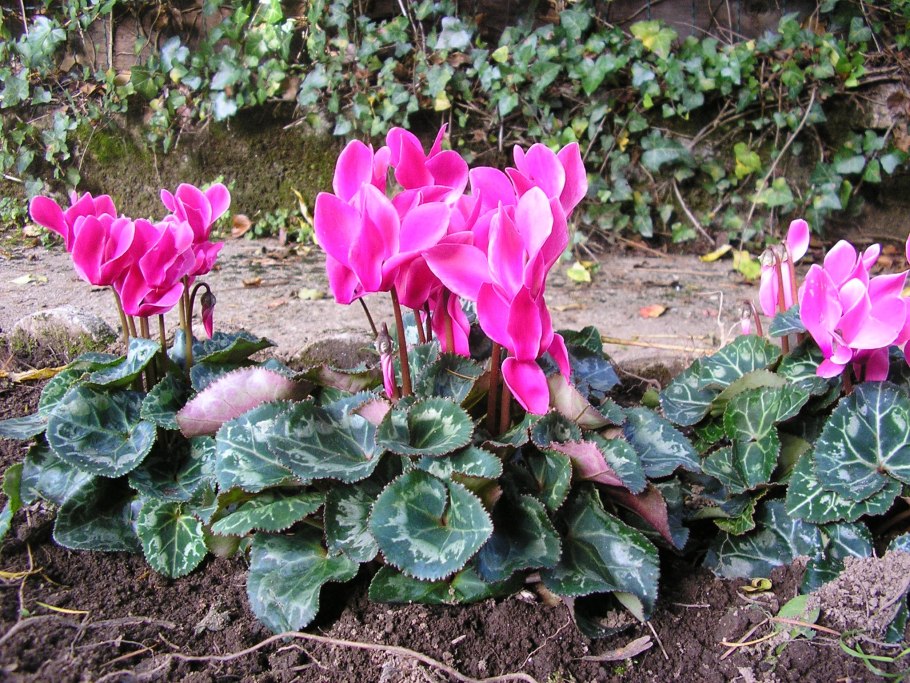 Уикломен хедирифолиум