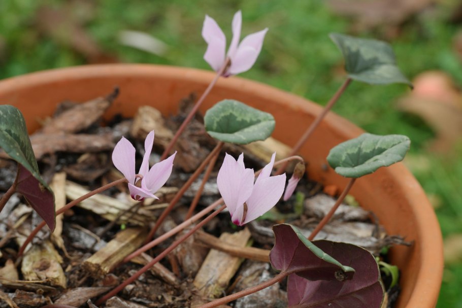 Цикламен hederifolium