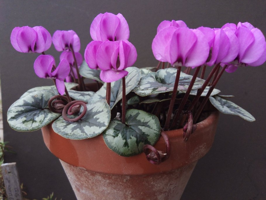 Уикломен хедирифолиум