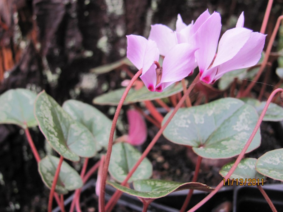 Цикламен ложно грузинский