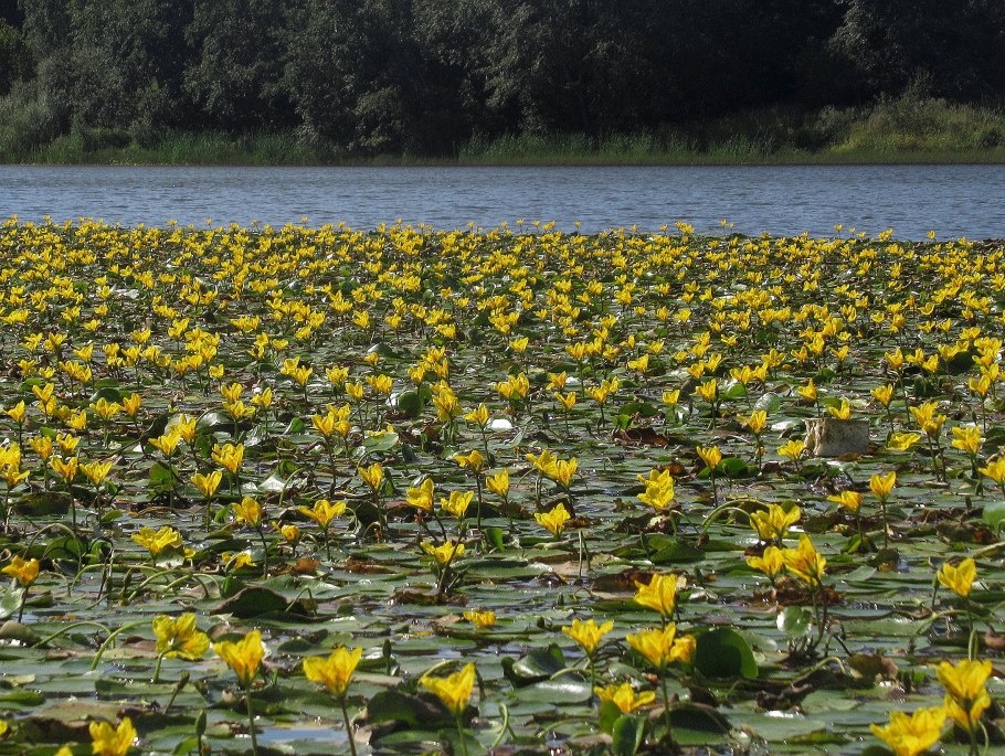 Болотноцветник Нимфейник