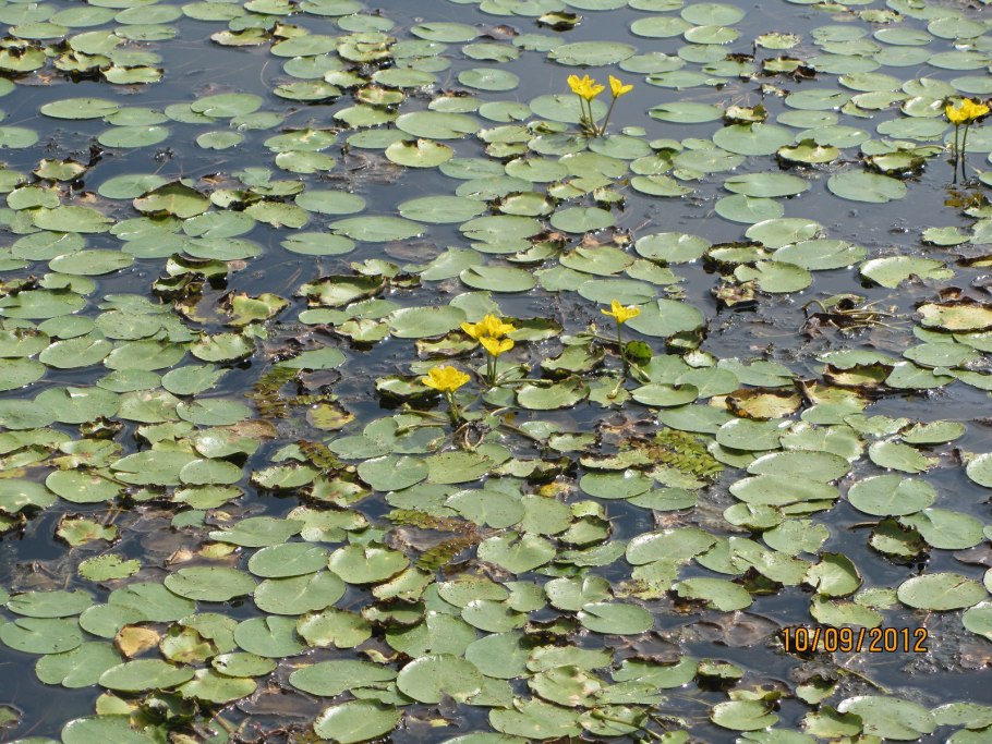 Болотник щитолистный