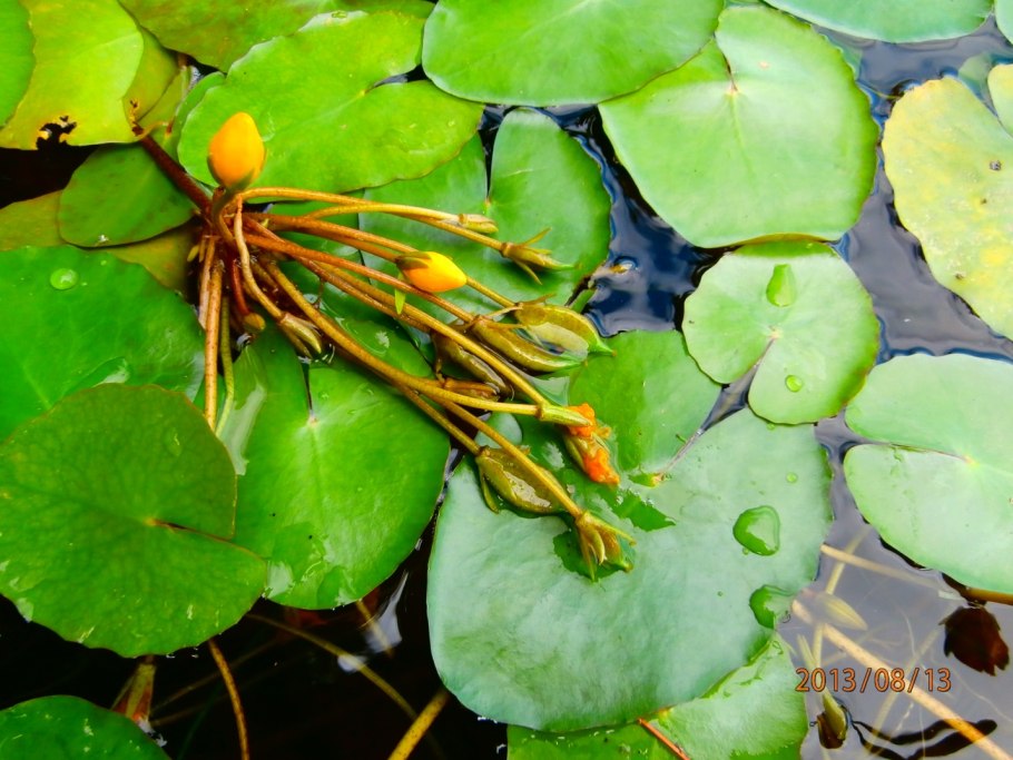 Нимфейник щитолистный