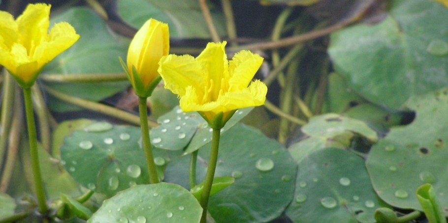 Нимфоидес Сулавеси