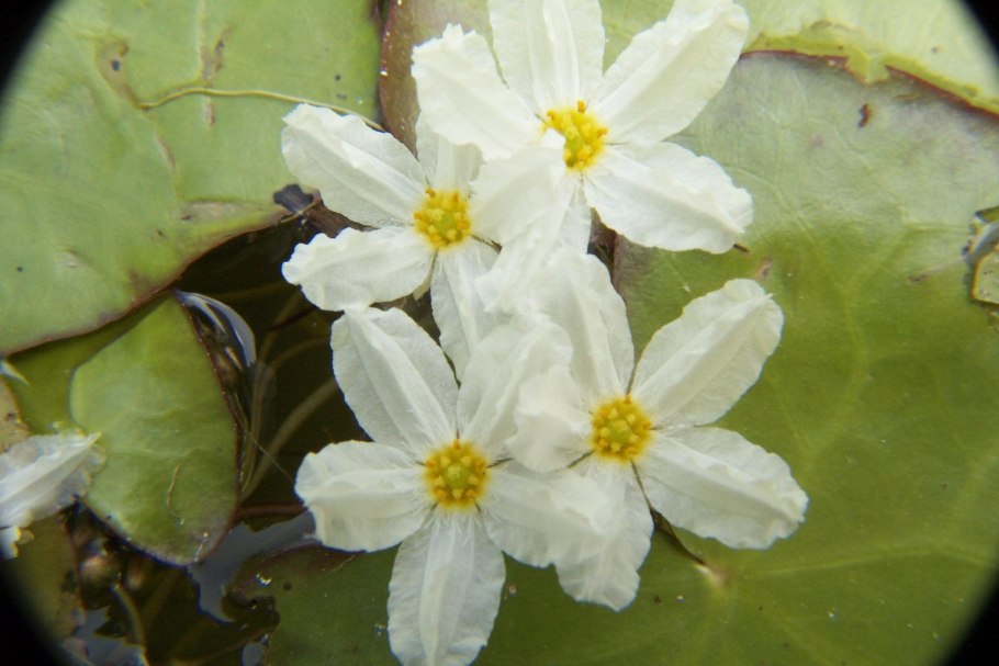 Приспособление болотноцветника
