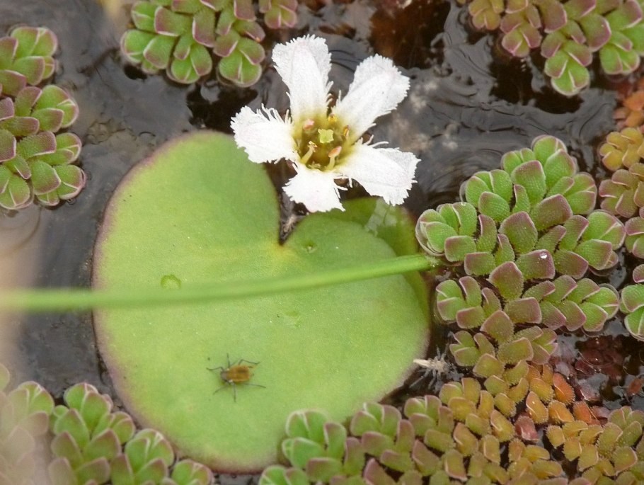 Болотноцветник Гумбольдта