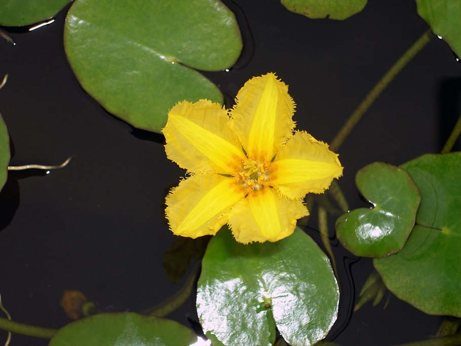 Болотноцветник Нимфейник