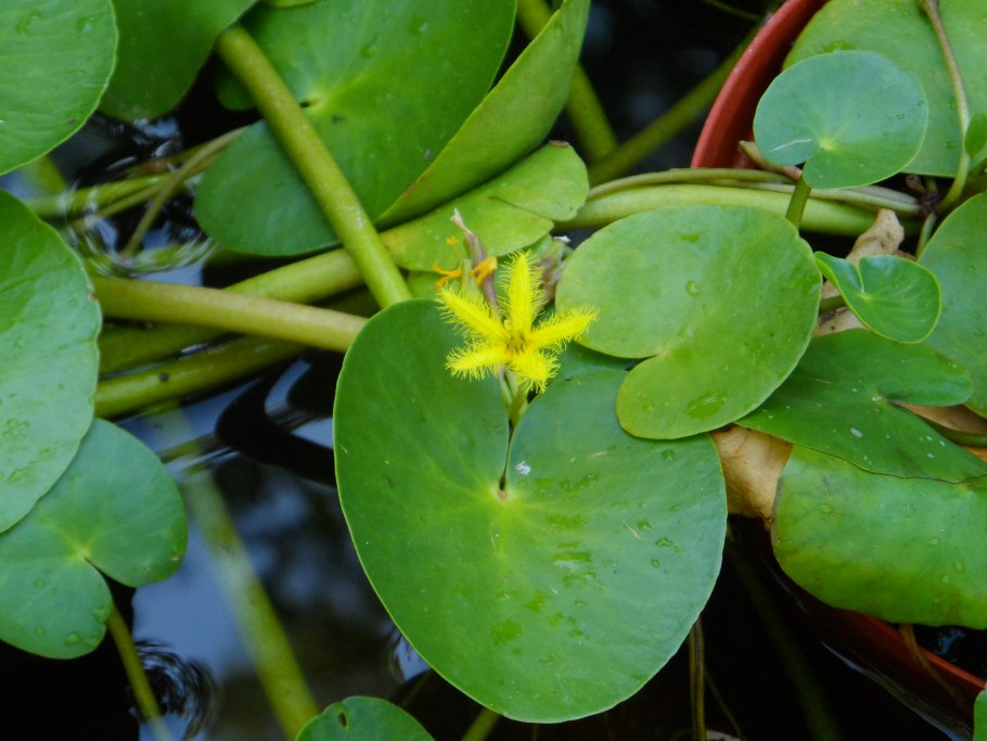 Nymphoides SP. Lymnocharus from Sulawesi