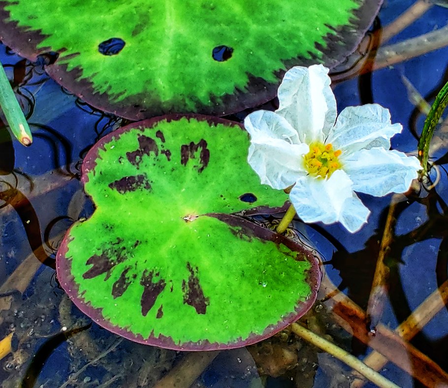 Нимфоидес Сулавеси