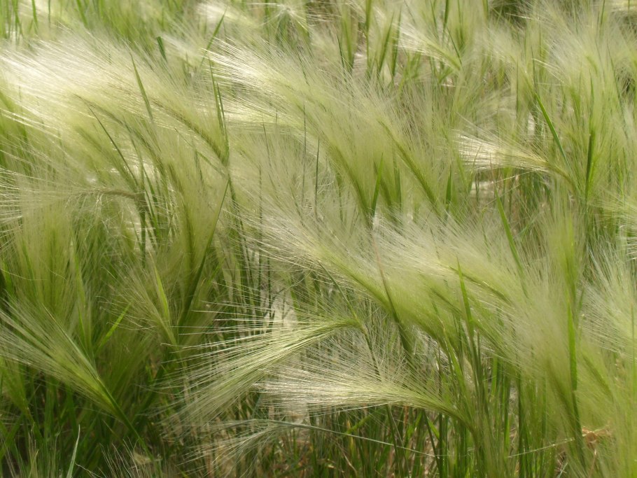 Ковыль красивейший (Stipa pulcherrima)