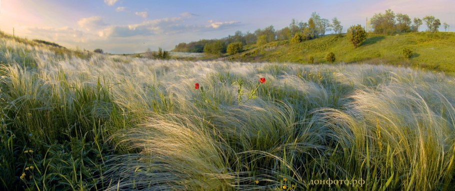 Ковыль перистый (Stipa pennata)