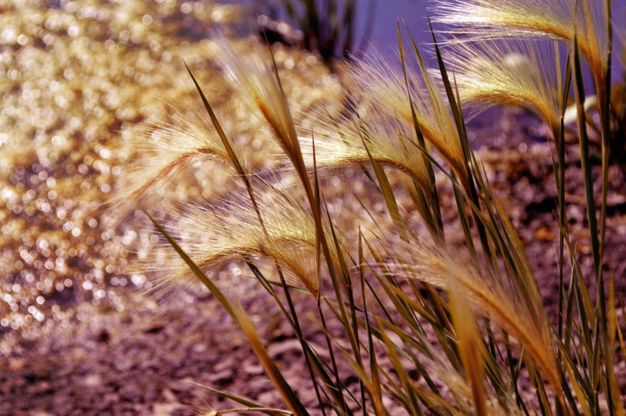 Ковыль Залесского – Stipa Zalesskii Wilensky