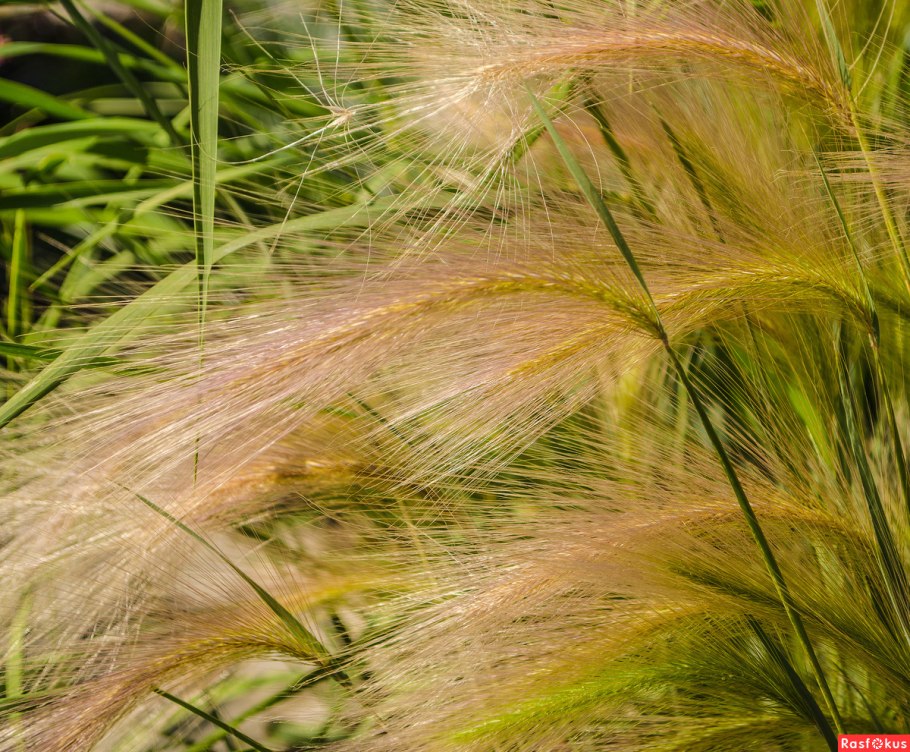 Ячмень гривастый hordeum jubatum