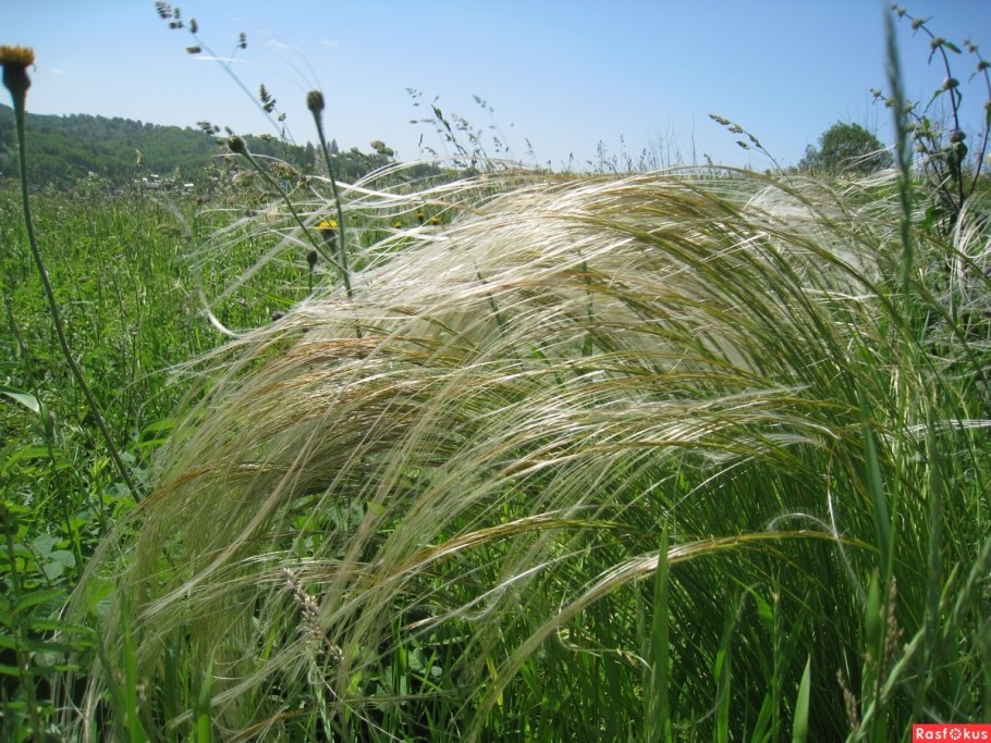 Ковыль Степной