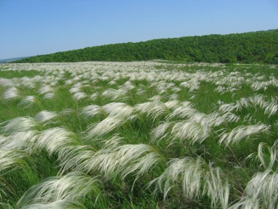 Ковыль перистый