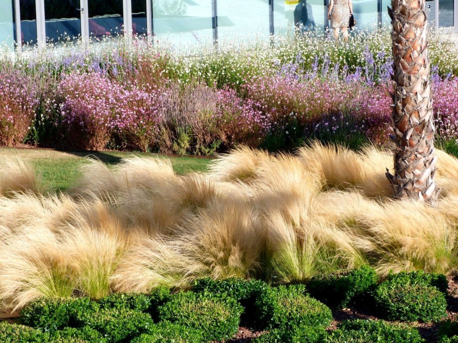 Растение ковыль красивейший