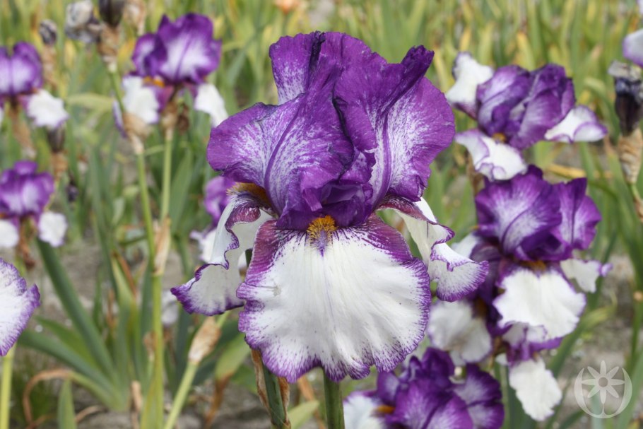 Ирис германский (Iris Germanica)