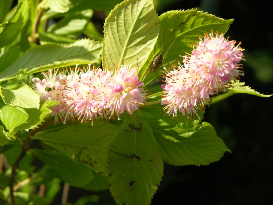 Кустарник Клетра ольхолистная