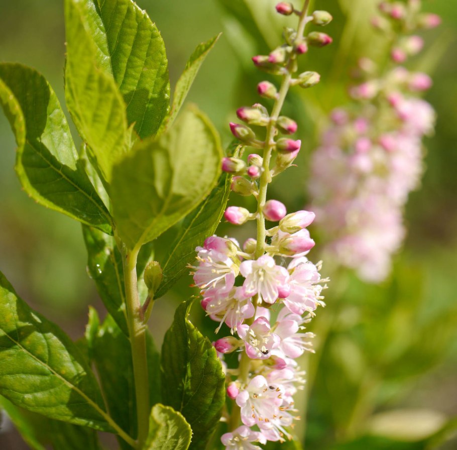 Клетра Пинк