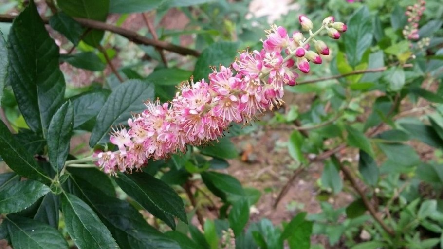 Клетра ольхолистная Pink Spire