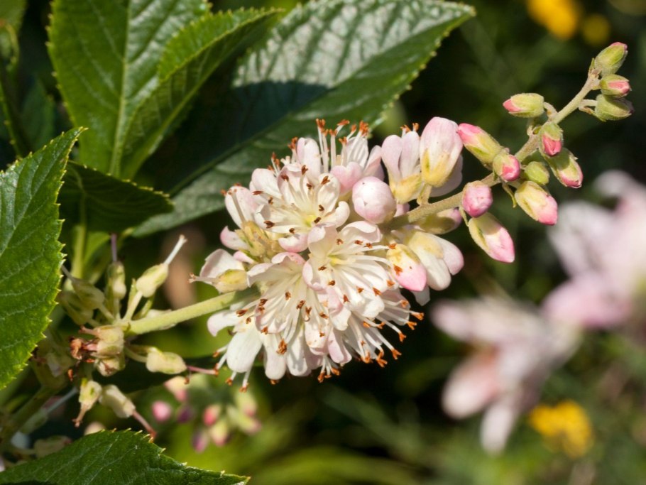 Клетра ольхолистная (Clethra alnifolia)