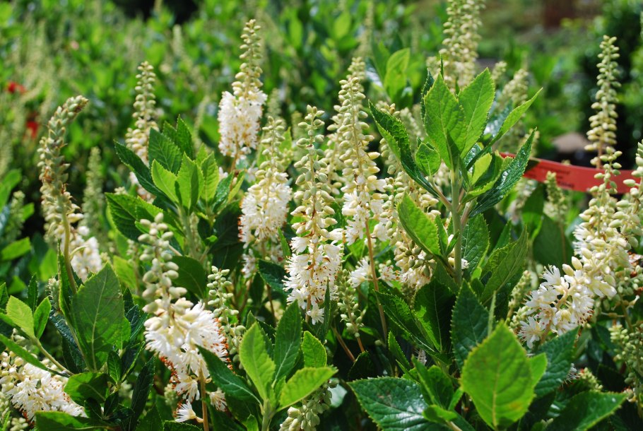 Растение Клетра ольхолистная