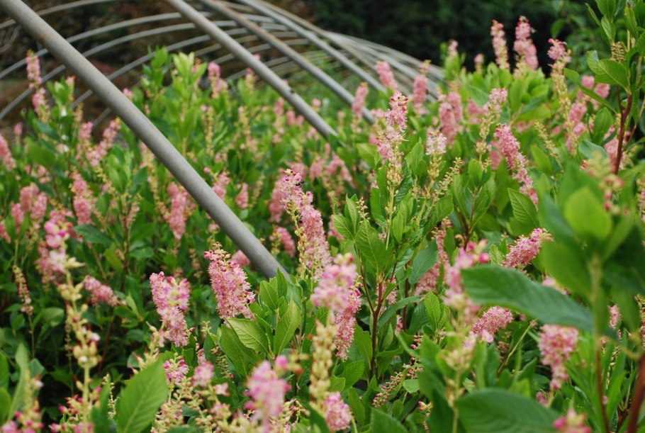 Клетра ольхолистная