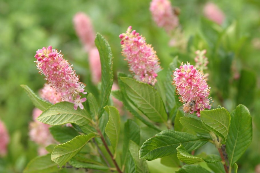 Клетра Пинк Спайр