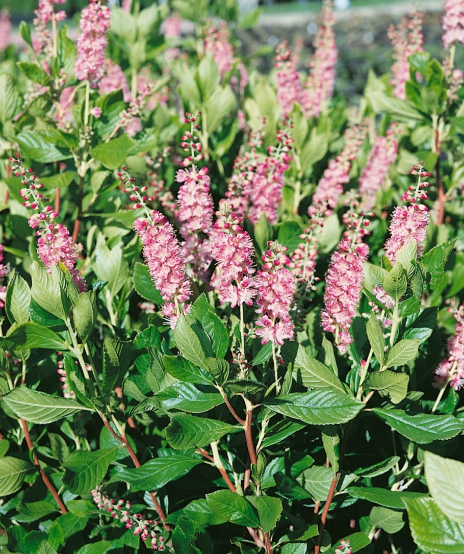 Клетра ольхолистная куст