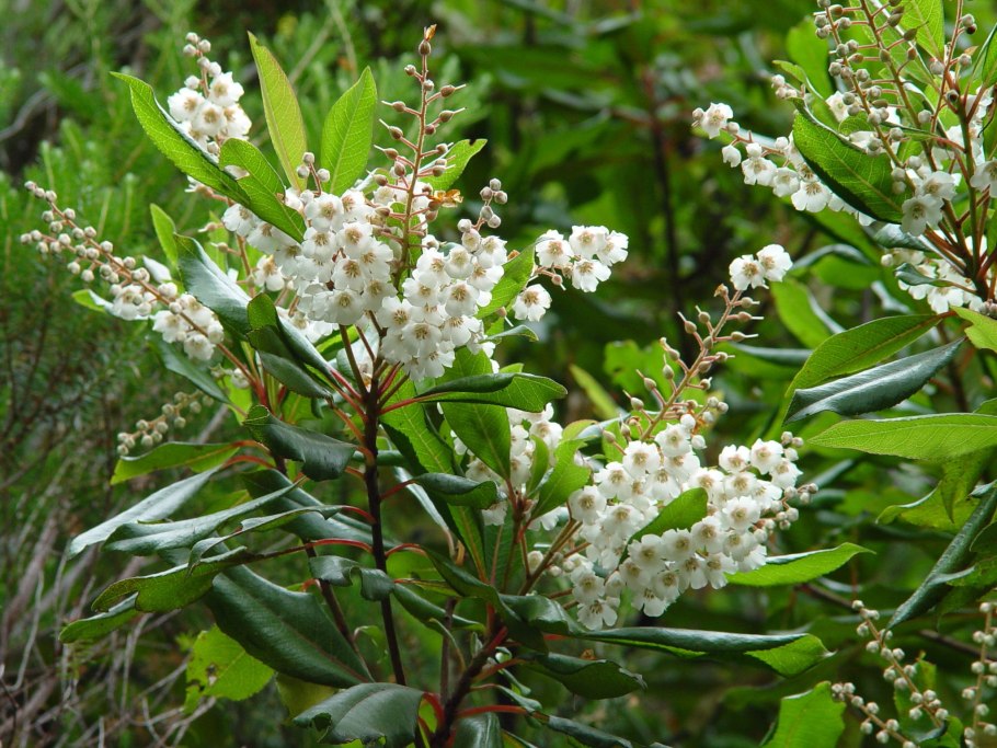 Clethra Arborea