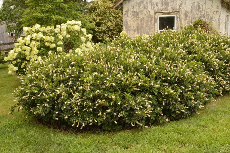 Клетра Хаммингбёрд