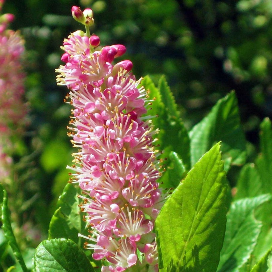 Клетра ольхолистная Пинк