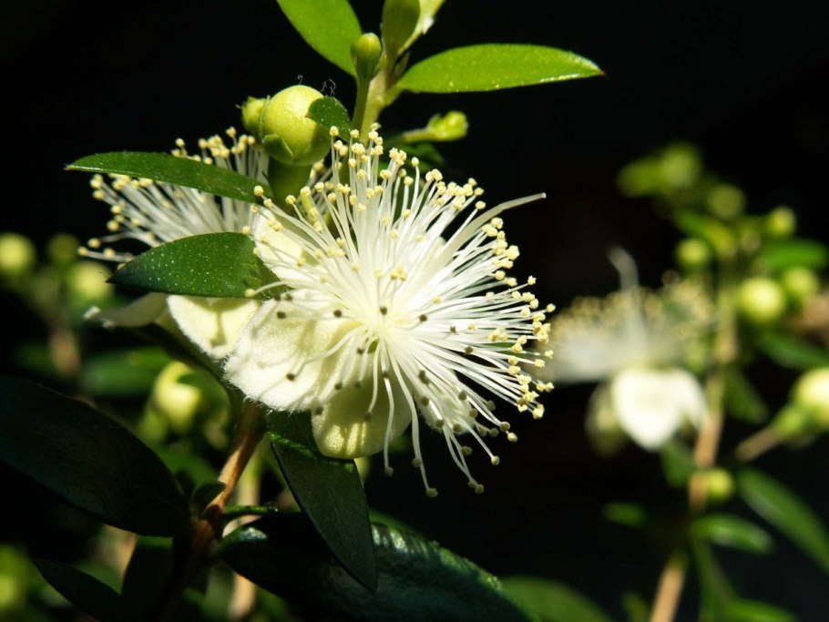 Myrtus communis