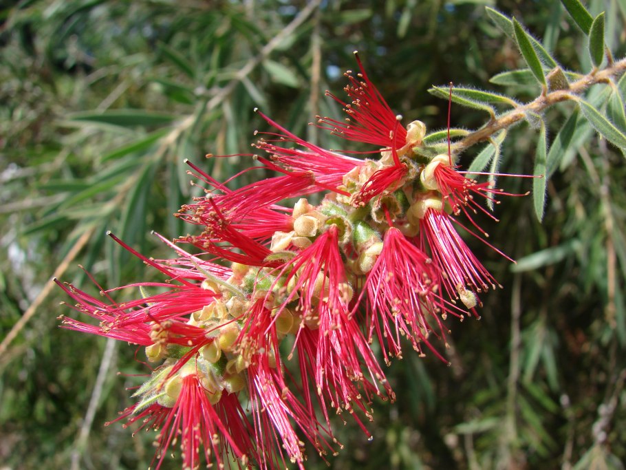 Эвкалипт Myrtaceae