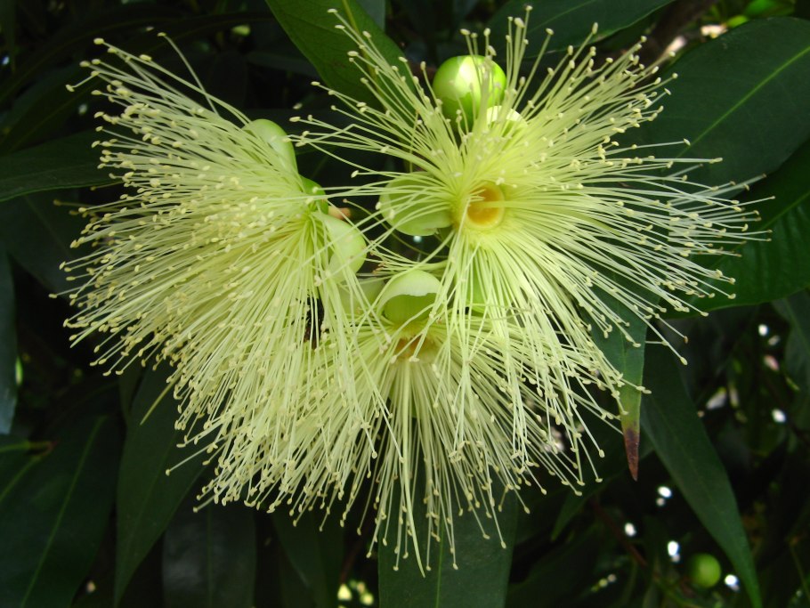 Myrtus, семейство миртовые