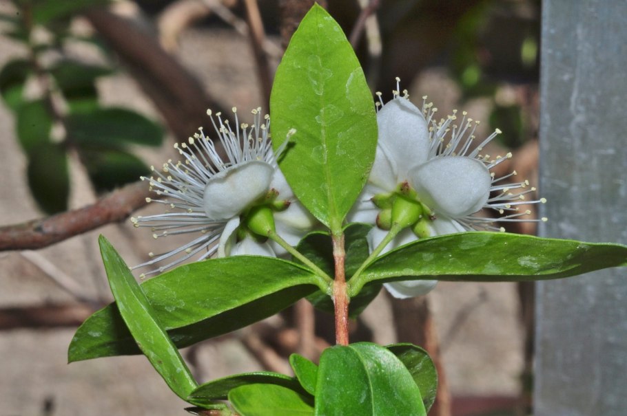 Сизигиум паникулата