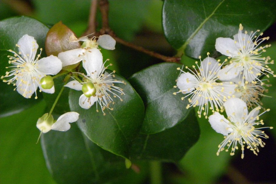 Мирт растение в природе